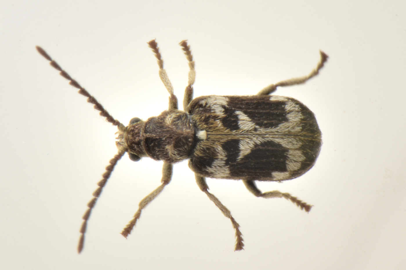 Anobiidae: Ptinomorphus regalis? Sì.